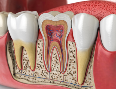 Illustration of anatomy of tooth